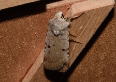 Chersotis margaritacea