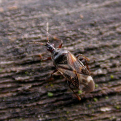 Anthocoris nemoralis