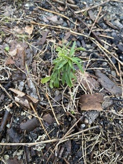 Cardamine concatenata