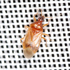 Amphiareus obscuriceps
