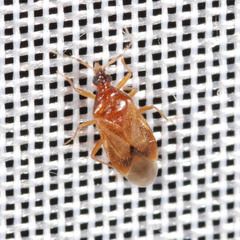 Amphiareus obscuriceps