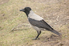 Corvus cornix