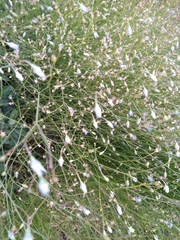 Wahlenbergia undulata