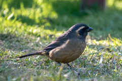 Saltator aurantiirostris