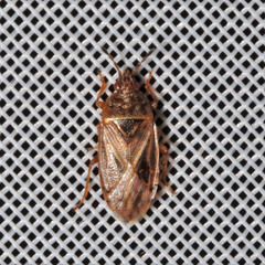 Chilacis typhae