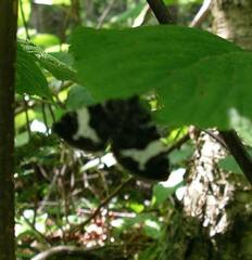 Trichodezia albovittata