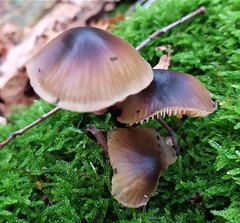Mycena inclinata
