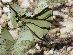 Eurytides bellerophon