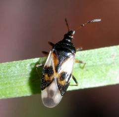 Anthocoris nemorum