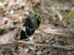 Trichodezia albovittata