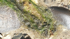 Ulvophyceae