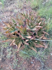 Aloe greatheadii davyana