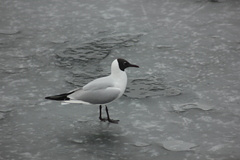 Chroicocephalus ridibundus