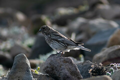 Melanodera xanthogramma