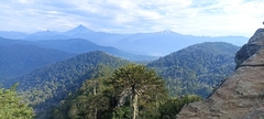 Araucaria araucana