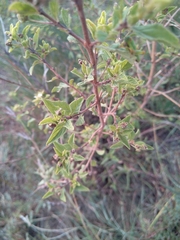 Lippia javanica