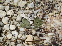 Hesperocharis