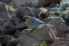 Melanodera xanthogramma