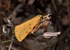 Setina irrorella