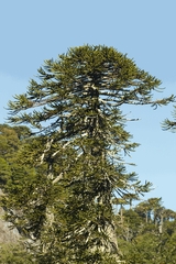 Araucaria araucana