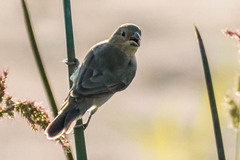 Sporophila lineola