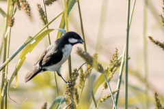 Sporophila lineola