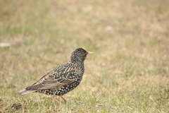 Sturnus vulgaris