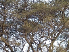 Vachellia tortilis