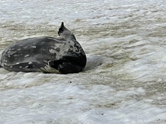 Leptonychotes weddellii