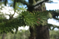 Araucaria araucana