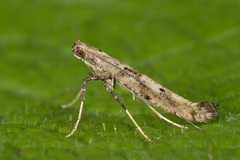 Caloptilia populetorum