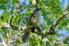 Saltator similis