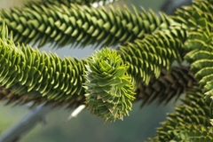Araucaria araucana