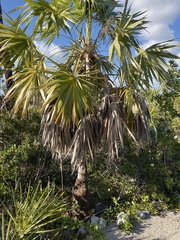 Leucothrinax morrisii