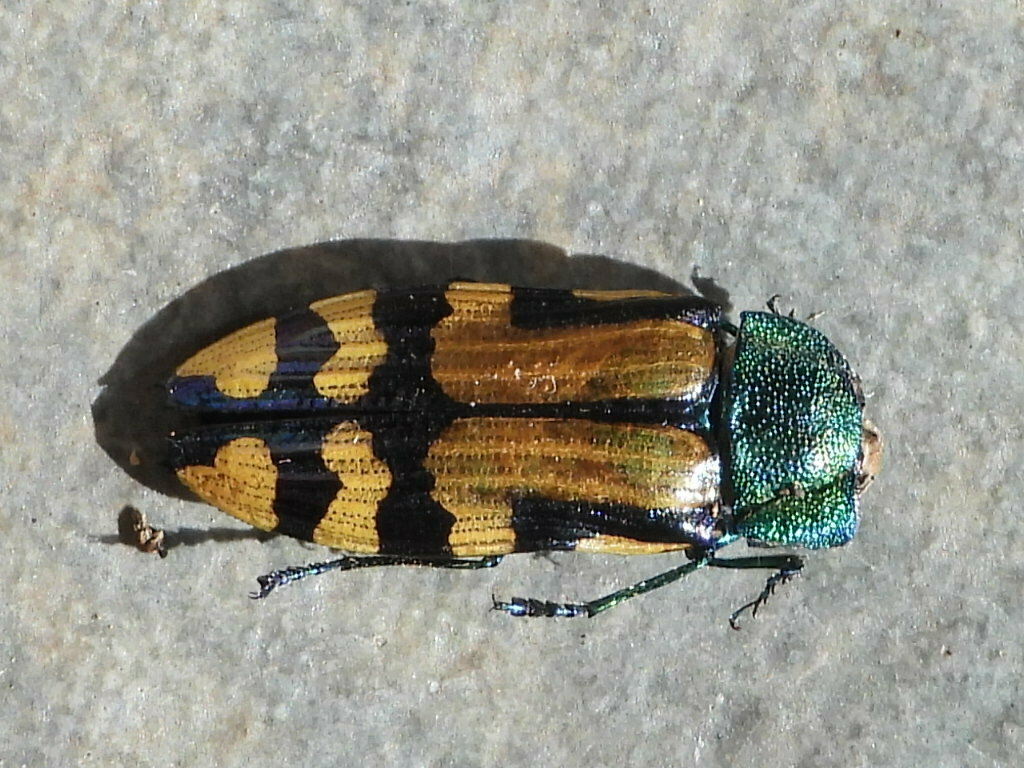 Conognatha chalybeiventris