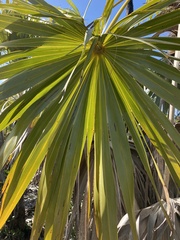 Leucothrinax morrisii