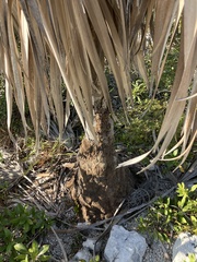 Leucothrinax morrisii