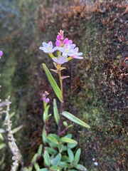 Epidendrum fimbriatum
