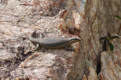 Trachylepis