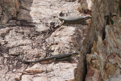 Trachylepis