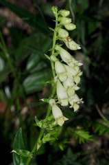 Digitalis lutea