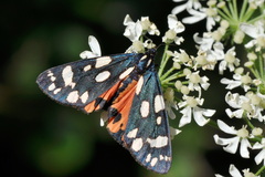 Callimorpha dominula