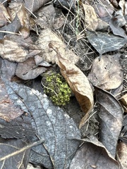 Physcomitrium pyriforme