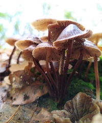 Mycena inclinata