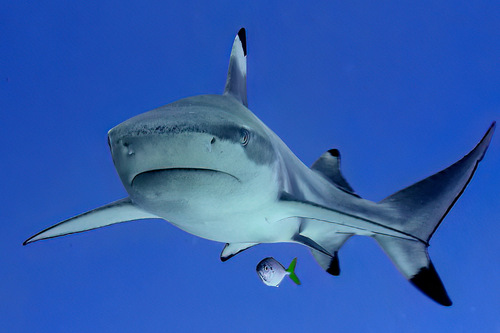 Blacktip Reef Shark, photo 9 of 9