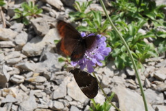 Erebia ligea