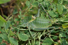 Polysarcus denticauda