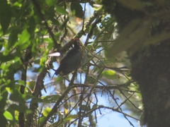 Chiroxiphia caudata