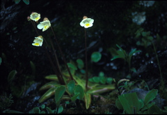 Pinguicula alpina