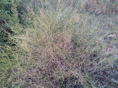 Oldenlandia herbacea